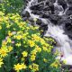 رودخانه در دل گلهای زرد